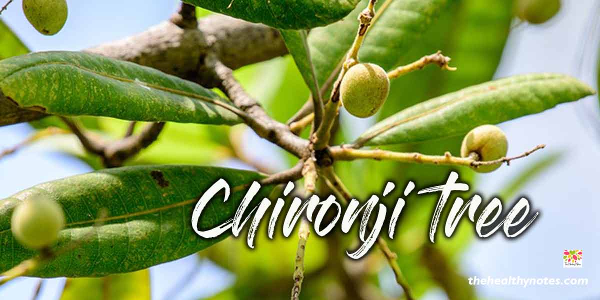 chironji seeds tree